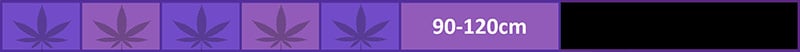 Marijuana Strain Amnesia Haze Auto Has a Finished Plant Height in cm of 90-120cm. Compare the finished heights of all BSB GeneticsVarieties